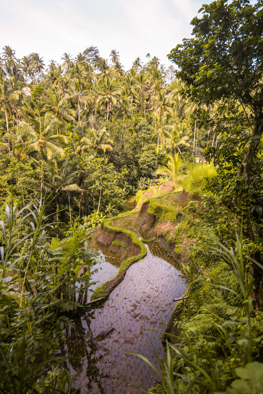 Pemandangan Tanaman Padi Bukit di Bali Yang Sungguh Menarik