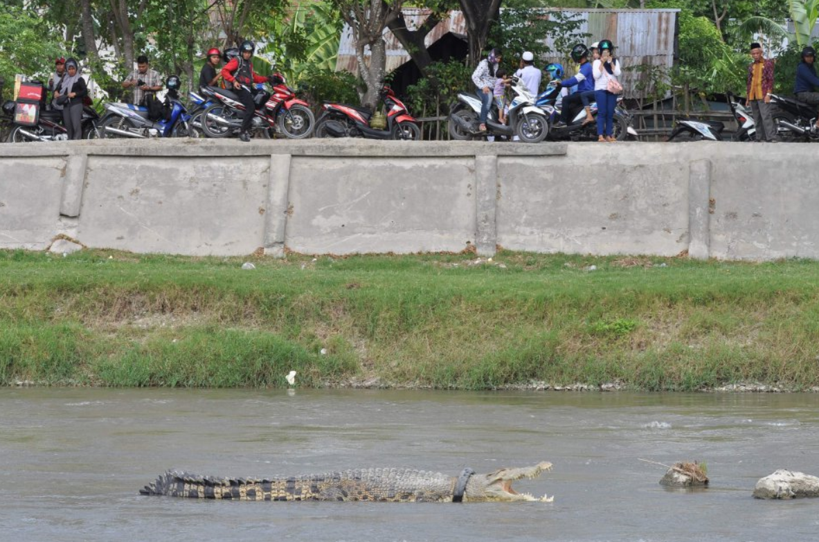 Buaya