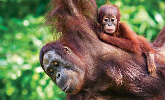 8 Spesis Haiwan Yang Paling Terancam Di Malaysia