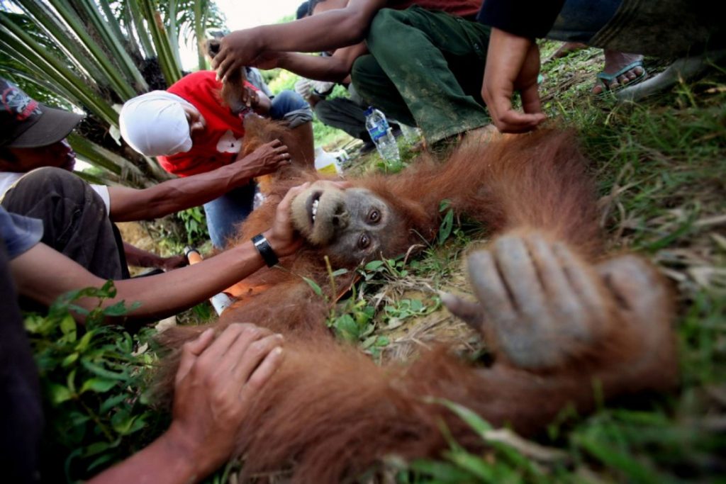 orang utan