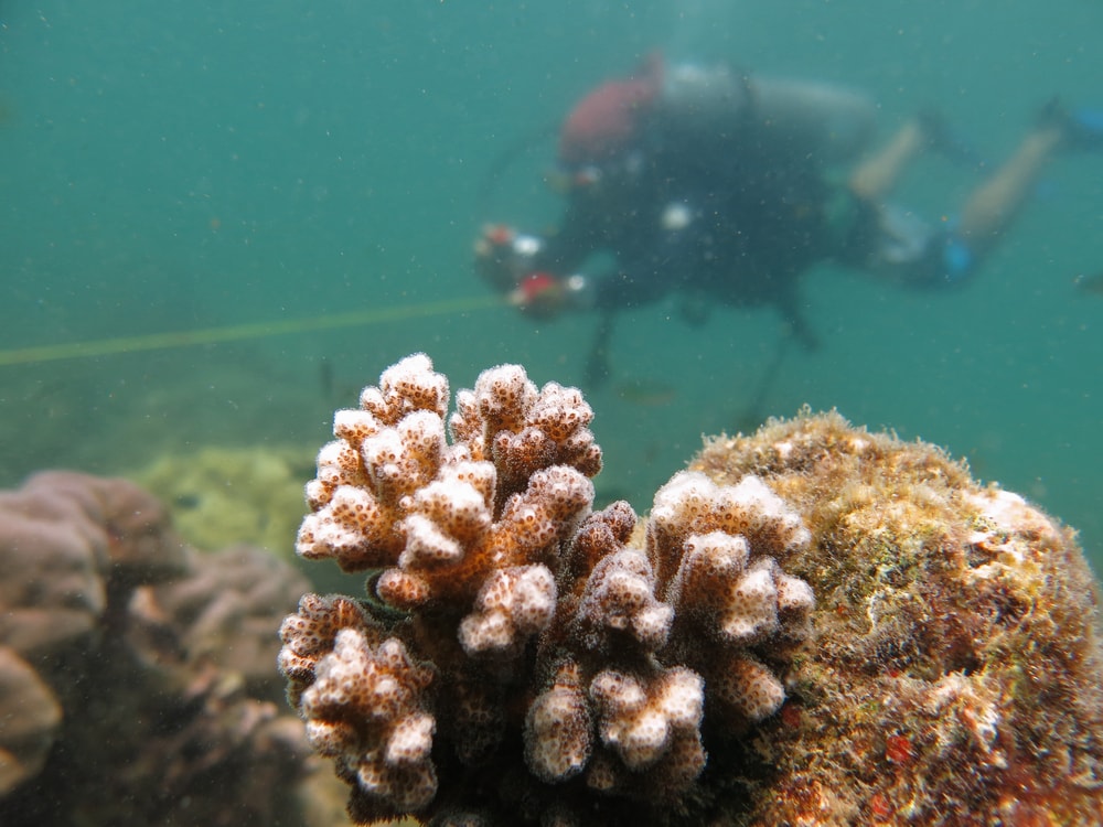 snorkelling