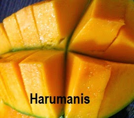 mangga harumanis