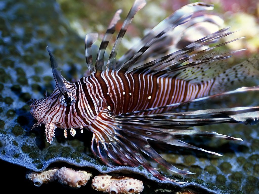 snorkelling