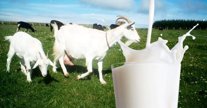 rekomendasi susu kambing Sabun kambing merek kecantikan manfaat
jasamaklon