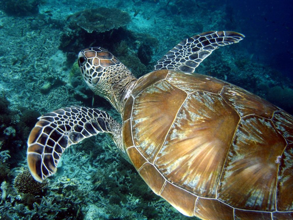 snorkelling