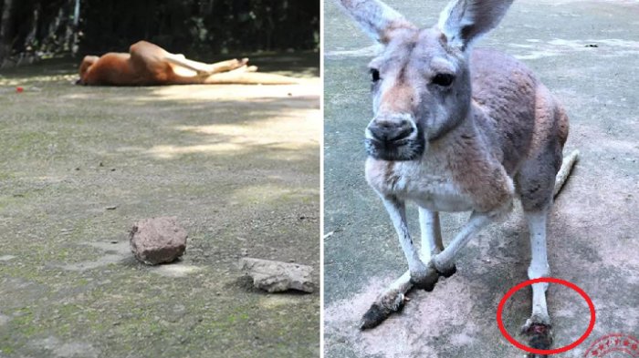 kangaroo