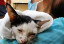 Dihempas ke Lantai Kerana ‘Bertenggek’ Di Atas Cermin Kereta