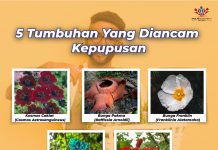 5 Tumbuhan Yang Diancam Kepupusan