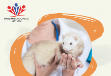 Fakta Menarik “Ferret”