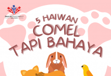5 binatang yang COMEL tetapi BAHAYA! kena waspada!
