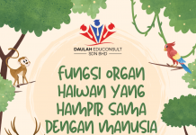 Fungsi organ haiwan yang hampir sama dengan manusia